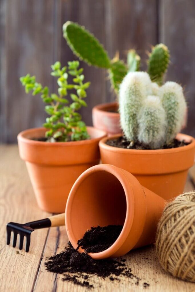 Choisissez une kit de culture de cactus rigolo qui allume son espace de travail