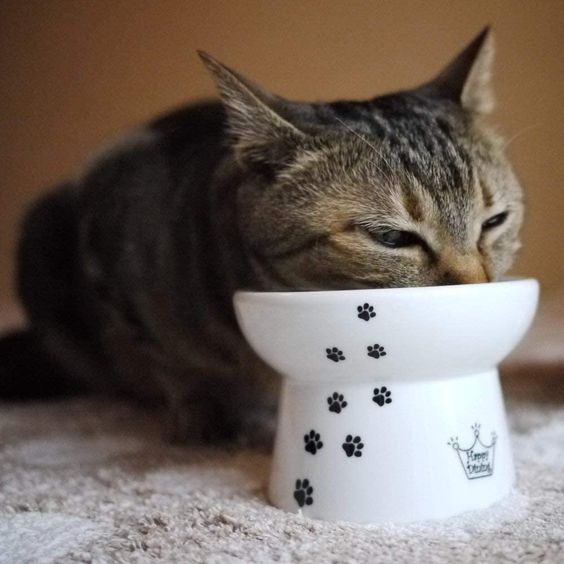 Un bol de nourriture personnalisé pour votre chat