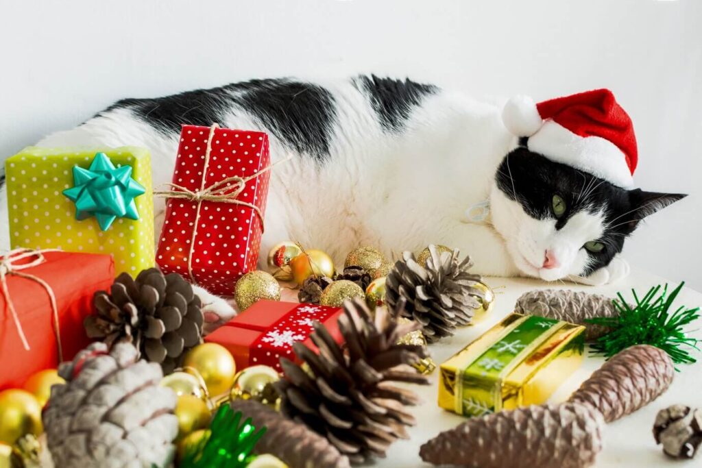 Ensemble de jouets de Noël pour son chat